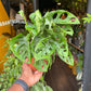 Monstera Adansonii, also known as Swiss Cheese Plant, in front of Urban Tropicana’s store in Chiswick, London