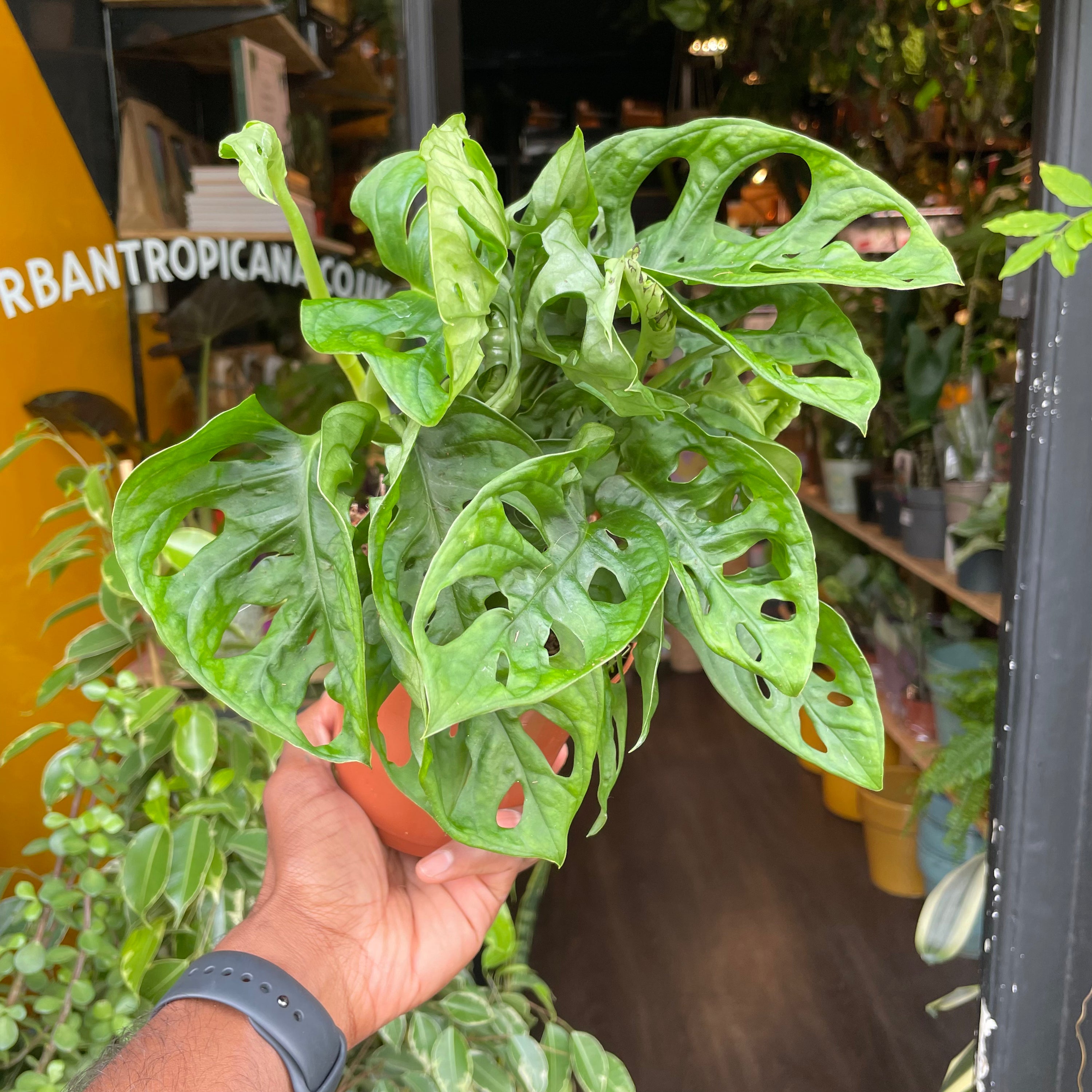 Monstera Adansonii, also known as Swiss Cheese Plant, in front of Urban Tropicana’s store in Chiswick, London