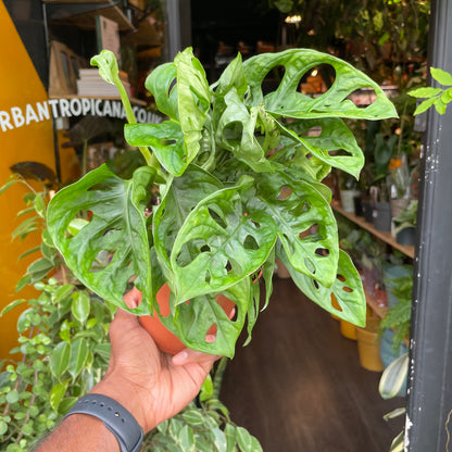 Monstera Adansonii, also known as Swiss Cheese Plant, in front of Urban Tropicana’s store in Chiswick, London