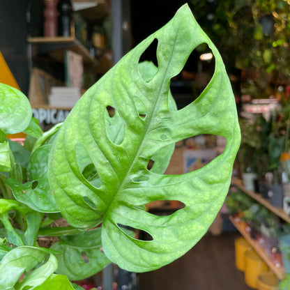 Monstera Adansonii, also known as Swiss Cheese Plant, in front of Urban Tropicana’s store in Chiswick, London