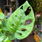 Monstera Adansonii, also known as Swiss Cheese Plant, in front of Urban Tropicana’s store in Chiswick, London