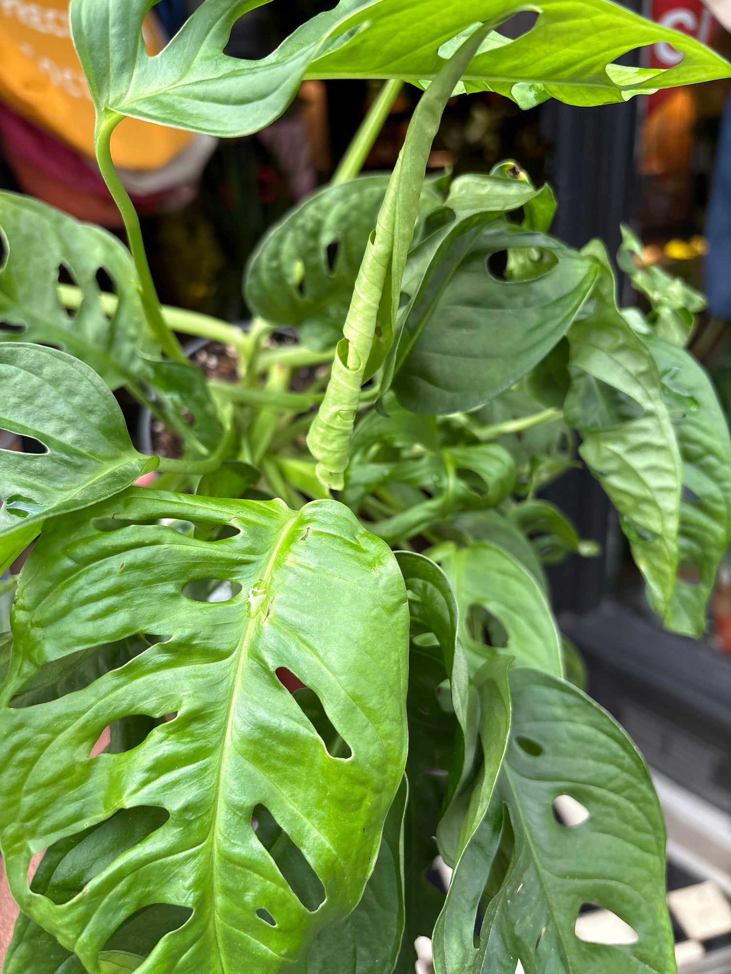 Monstera Adansonii, also known as Swiss Cheese Plant, in front of Urban Tropicana’s store in Chiswick, London