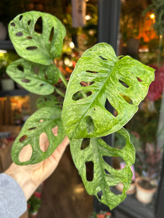 A Monstera Adansonii Mint in front of Urban Tropicana’s Plant Shop in Chiswick London