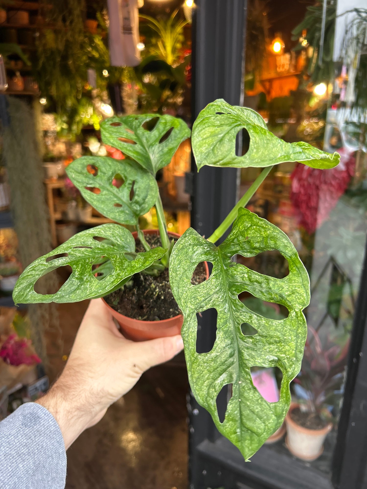 A Monstera Adansonii Mint in front of Urban Tropicana’s Plant Shop in Chiswick London
