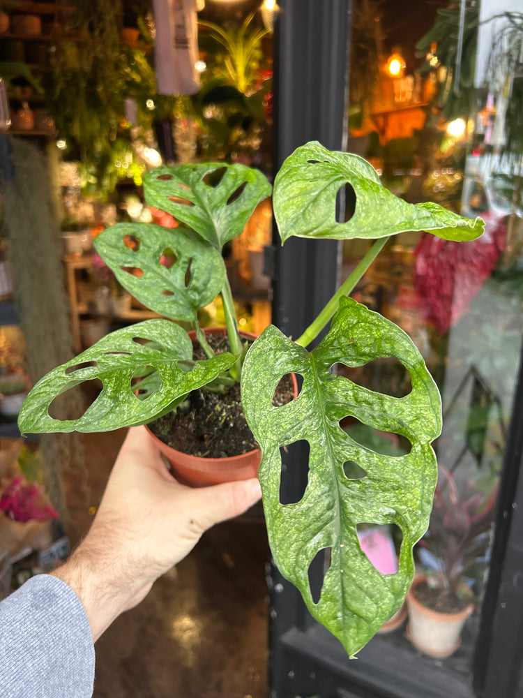 A Monstera Adansonii Mint in front of Urban Tropicana’s Plant Shop in Chiswick London