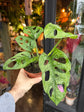 A Monstera Adansonii Mint in front of Urban Tropicana’s Plant Shop in Chiswick London