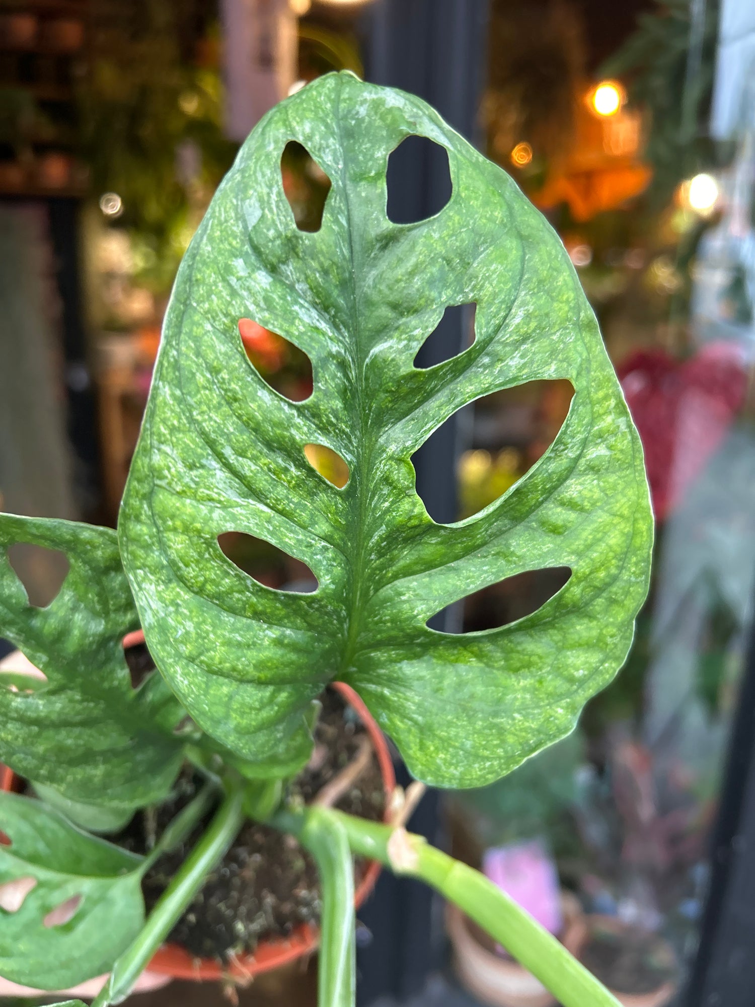 A Monstera Adansonii Mint in front of Urban Tropicana’s Plant Shop in Chiswick London