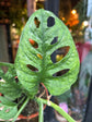 A Monstera Adansonii Mint in front of Urban Tropicana’s Plant Shop in Chiswick London