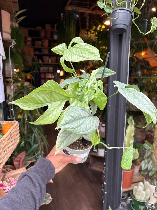 A Monstera Amydrium Medium Silver plant in front of Urban Tropicana’s Plant Shop in Chiswick London