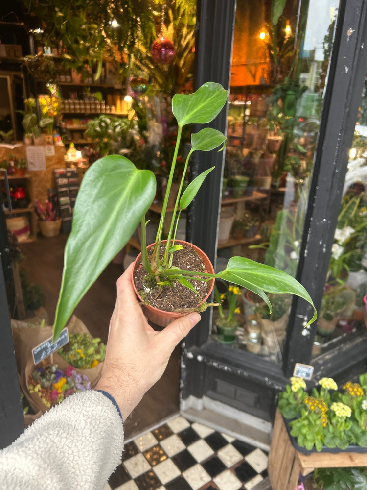 A Monstera Burle Marx Flame also known as a Swiss Cheese plant in front of Urban Tropicana’s plant shop in Chiswick, London