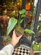 A Monstera Burle Marx Flame also known as a Swiss Cheese plant in front of Urban Tropicana’s plant shop in Chiswick, London