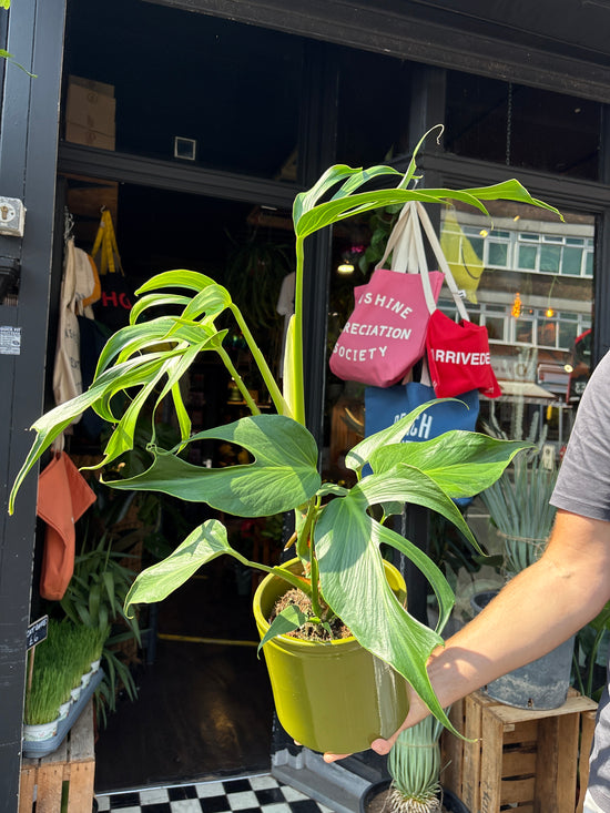 Monstera Burle Marx Flame outside Urban Tropicana’s houseplant store in Chiswick, West London 