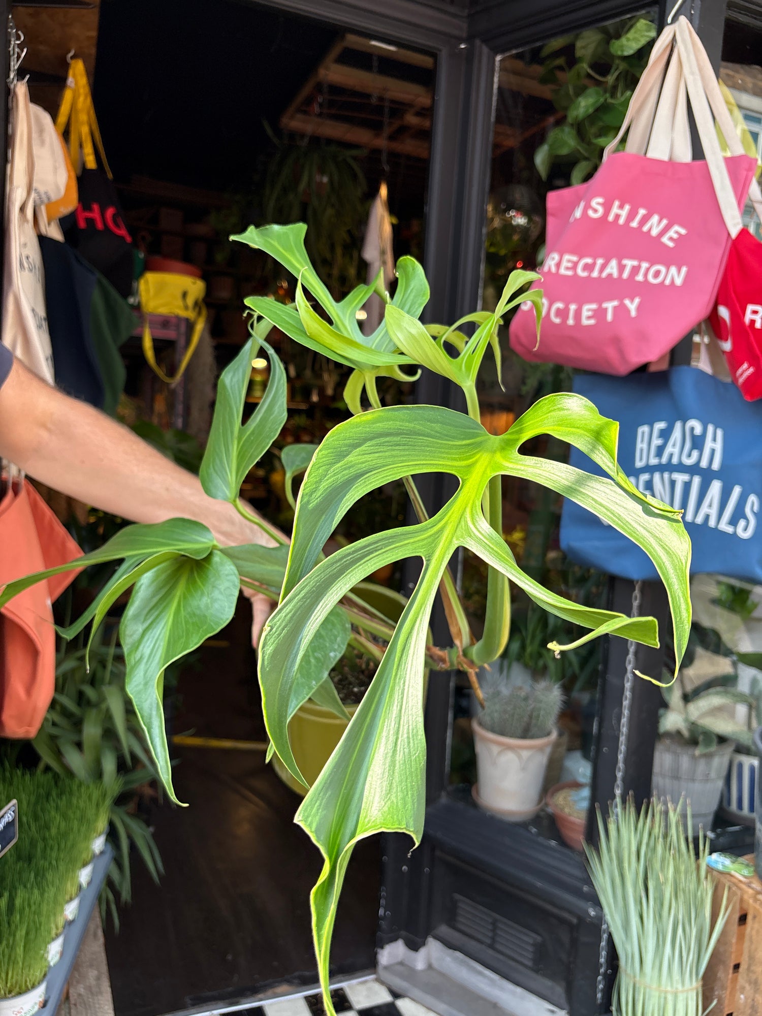 Monstera Burle Marx Flame outside Urban Tropicana’s houseplant store in Chiswick, West London 