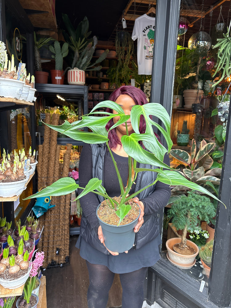 A Monstera Burle Marx Flame plant in front of Urban Tropicana’s Plant Shop in Chiswick London