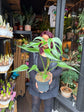 A Monstera Burle Marx Flame plant in front of Urban Tropicana’s Plant Shop in Chiswick London