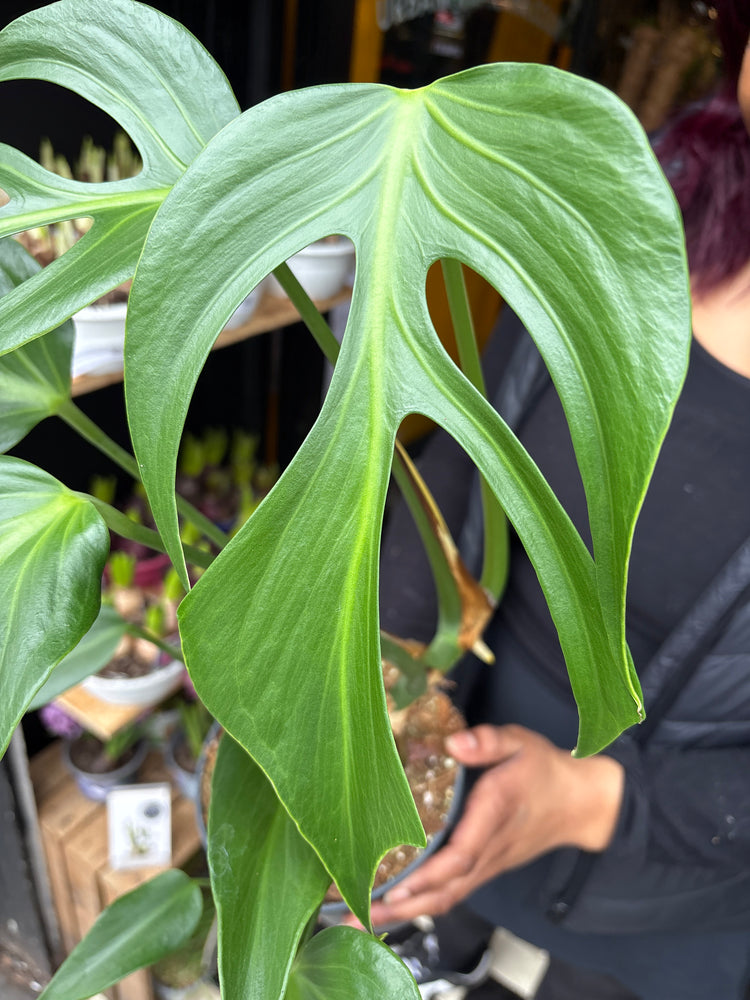 A Monstera Burle Marx Flame plant in front of Urban Tropicana’s Plant Shop in Chiswick London