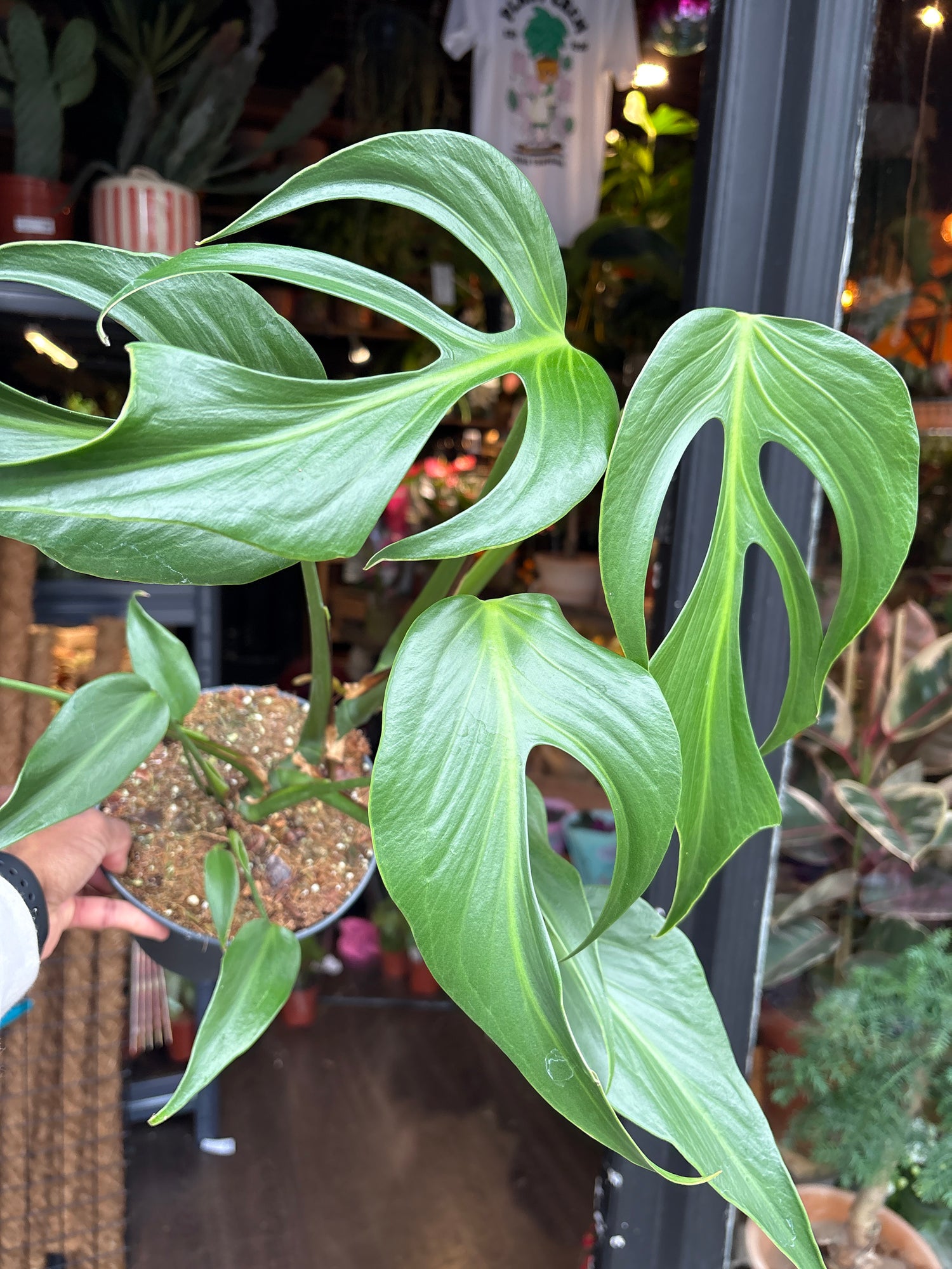 A Monstera Burle Marx Flame plant in front of Urban Tropicana’s Plant Shop in Chiswick London