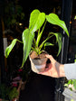 A Monstera Burle Marx Flame plant in front of Urban Tropicana’s Plant Shop in Chiswick London