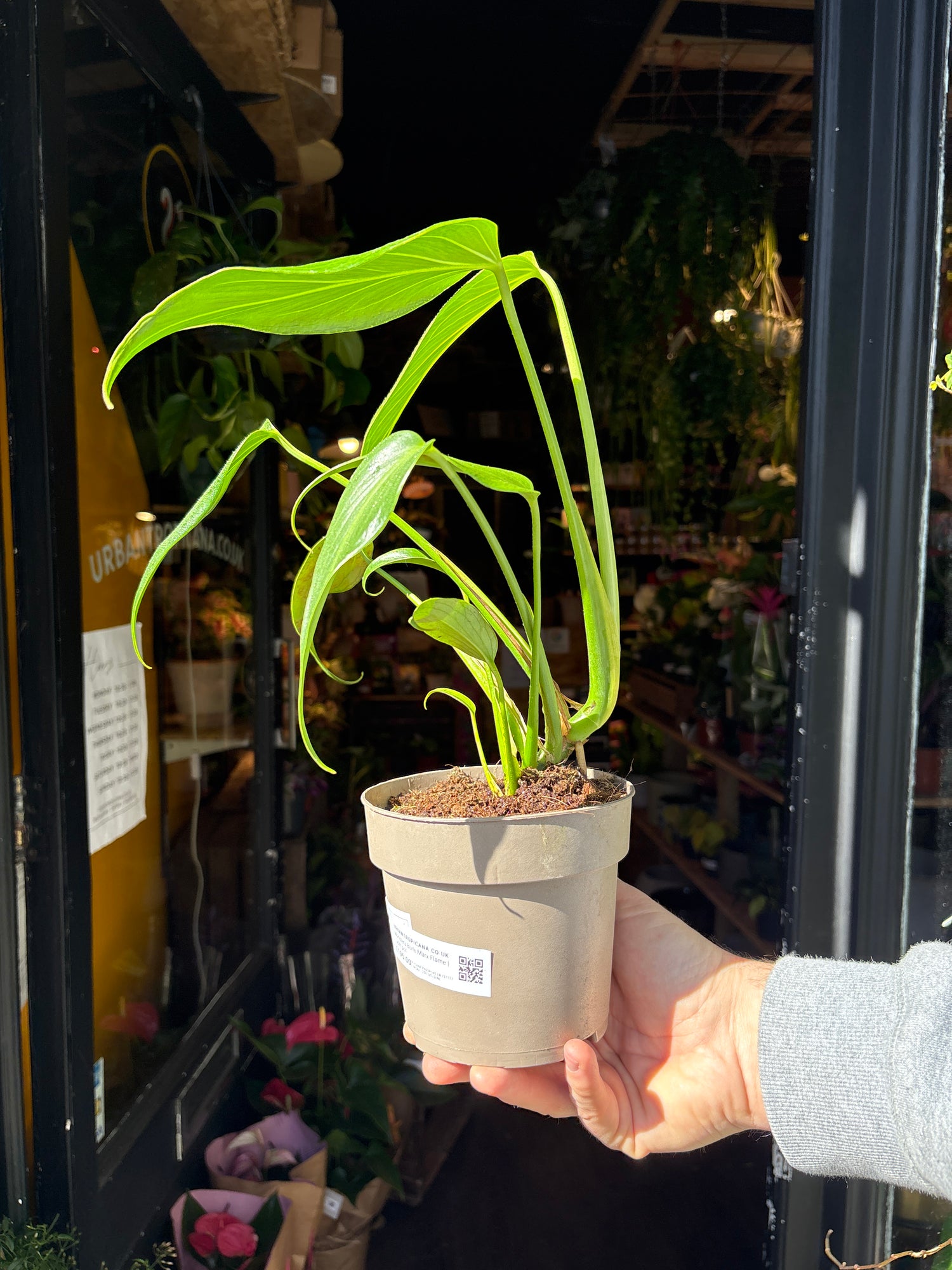 A Monstera Burle Marx Flame plant in front of Urban Tropicana’s Plant Shop in Chiswick London