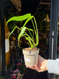 A Monstera Burle Marx Flame plant in front of Urban Tropicana’s Plant Shop in Chiswick London