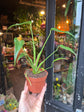 A Monstera Burle Marx Flame also known as a Swiss Cheese Plant in front of Urban Tropicana’s plant shop in Chiswick London