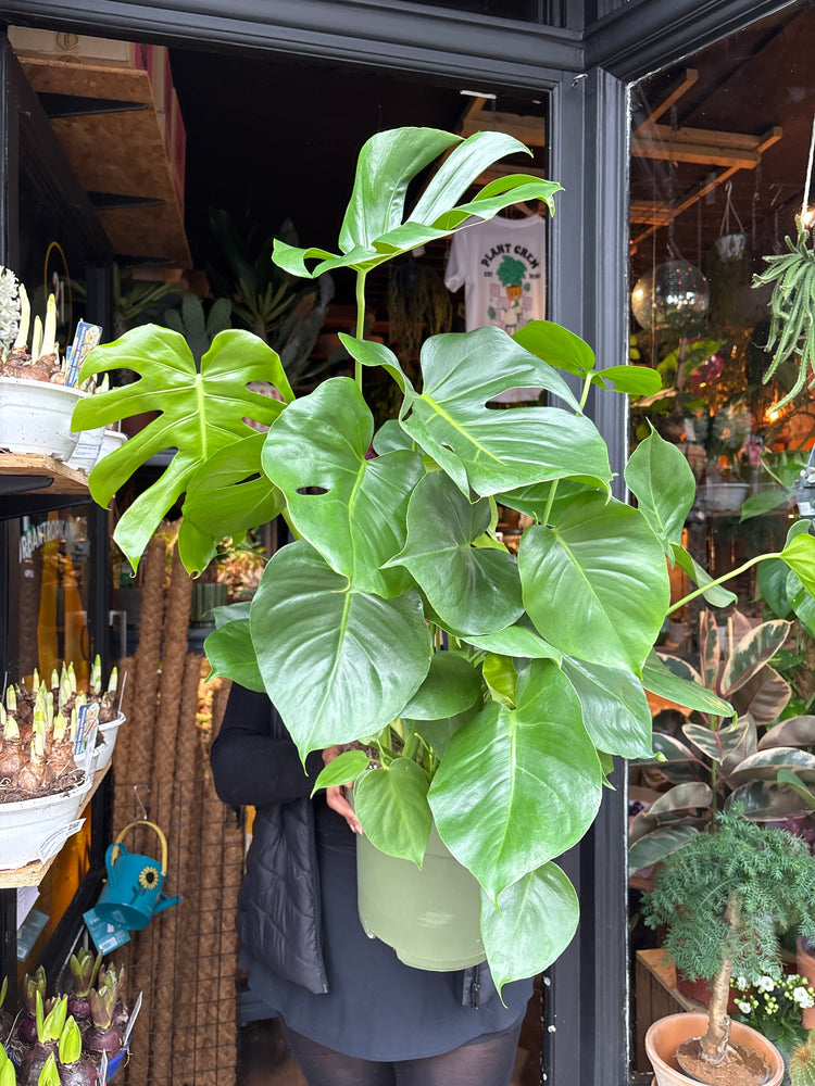 A Monstera Deliciosa plant in front of Urban Tropicana’s Plant Shop in Chiswick London