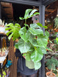 A Monstera Deliciosa plant in front of Urban Tropicana’s Plant Shop in Chiswick London