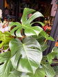 A Monstera Deliciosa plant in front of Urban Tropicana’s Plant Shop in Chiswick London