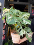 Monstera Deliciosa ‘Albo Variegata’ House plant outside Urban Tropicana in Chiswick, London