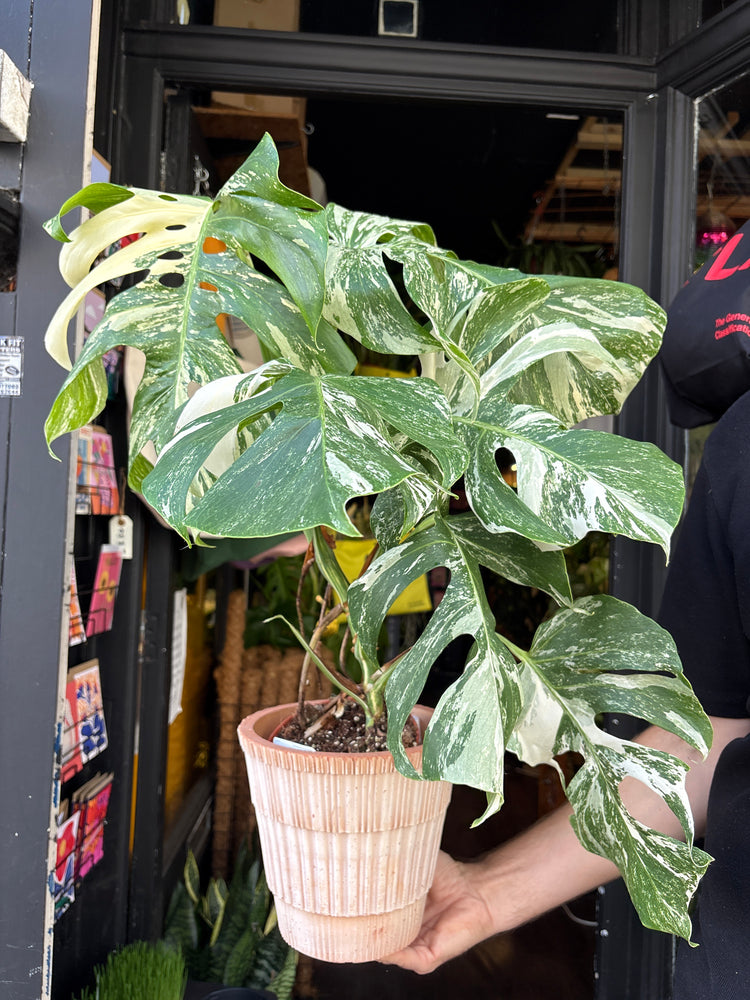 Monstera Deliciosa ‘Albo Variegata’ House plant outside Urban Tropicana in Chiswick, London