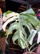 Monstera Deliciosa ‘Albo Variegata’ Houseplant outside Urban Tropicana in Chiswick, London