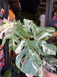 Monstera Deliciosa ‘Albo Variegata’ Houseplant outside Urban Tropicana in Chiswick, London