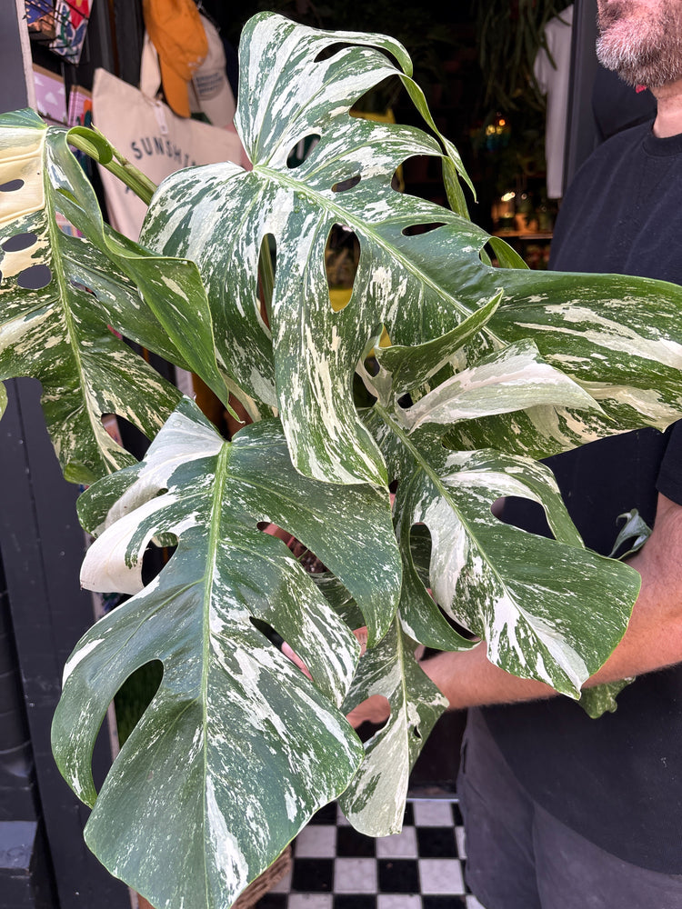 Monstera Deliciosa ‘Albo Variegata’ Houseplant outside Urban Tropicana in Chiswick, London