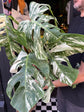 Monstera Deliciosa ‘Albo Variegata’ Houseplant outside Urban Tropicana in Chiswick, London