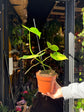 A Monstera Deliciosa Aurea Variegata plant in front of Urban Tropicana’s Plant Shop in Chiswick London