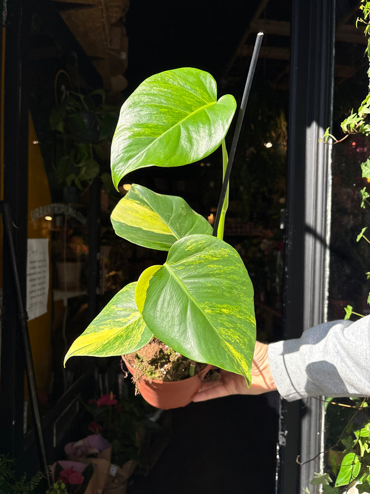 A Monstera Deliciosa Aurea Variegata plant in front of Urban Tropicana’s Plant Shop in Chiswick London