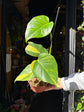 A Monstera Deliciosa Aurea Variegata plant in front of Urban Tropicana’s Plant Shop in Chiswick London