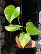 A Monstera Deliciosa Aurea Variegata plant in front of Urban Tropicana’s Plant Shop in Chiswick London