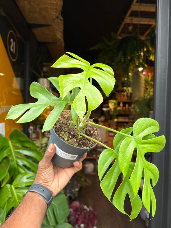 A Monstera Deliciosa Little Sister plant in front of Urban Tropicana’s Plant Shop in Chiswick London