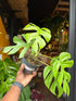 A Monstera Deliciosa Little Sister plant in front of Urban Tropicana’s Plant Shop in Chiswick London
