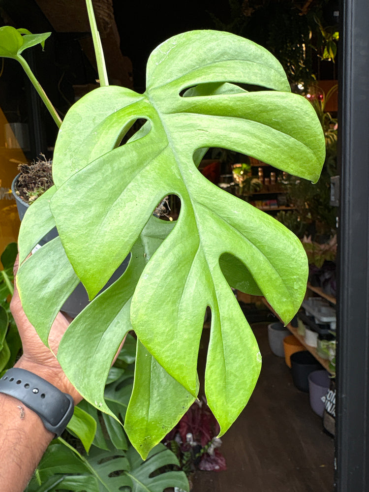 A Monstera Deliciosa ‘Little Sister’ plant in front of Urban Tropicana’s Plant Shop in Chiswick London