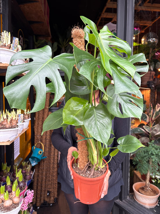 A Monstera Deliciosa plant in front of Urban Tropicana’s Plant Shop in Chiswick London