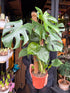 A Monstera Deliciosa plant in front of Urban Tropicana’s Plant Shop in Chiswick London