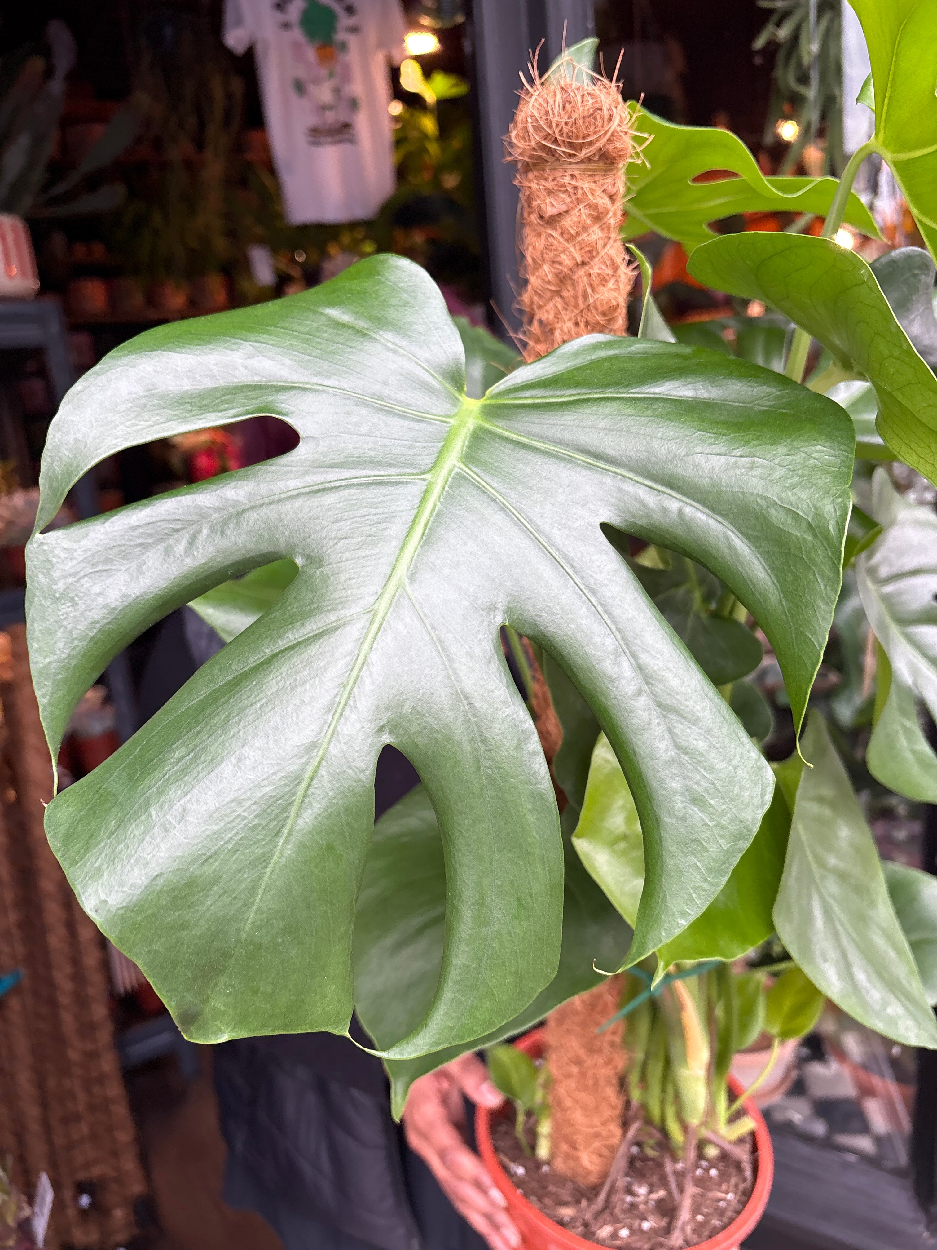 SS29 [FC] 品種保証！Monstera deliciosa Bulbasaur モンステラ