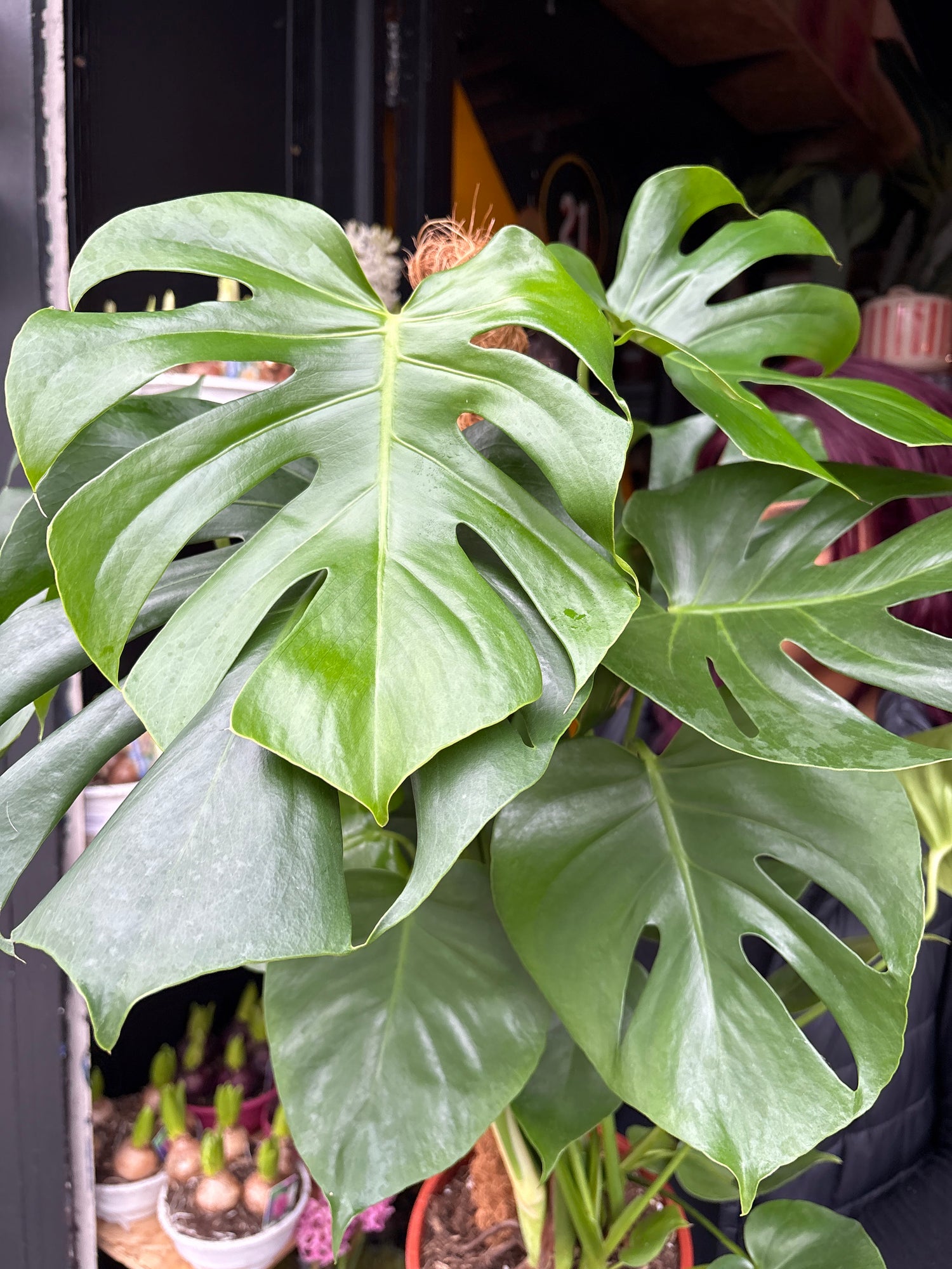 A Monstera Deliciosa plant in front of Urban Tropicana’s Plant Shop in Chiswick London