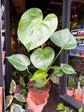 A Monstera Deliciosa Tauerii plant in front of Urban Tropicana’s Plant Shop in Chiswick London