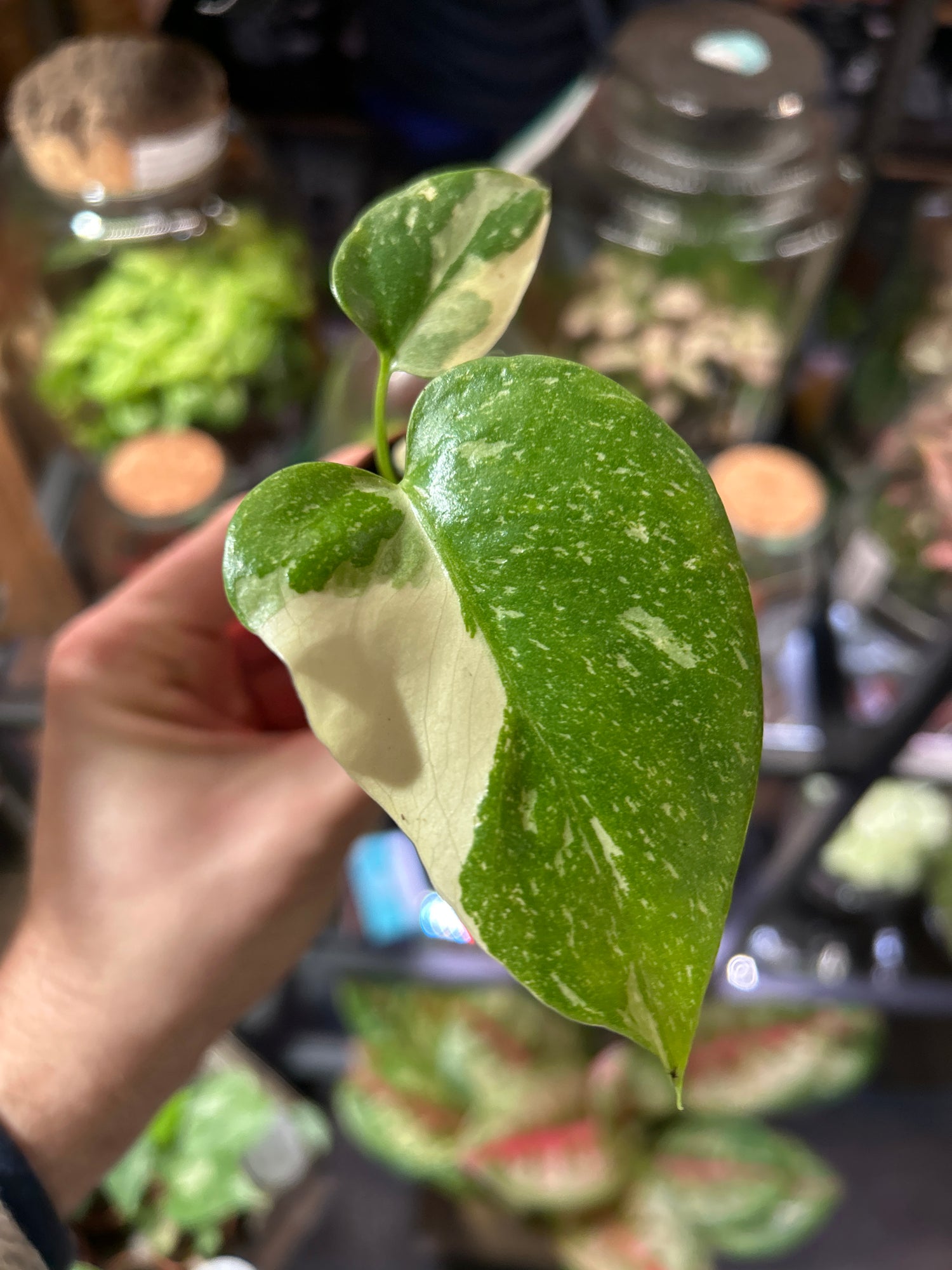 A Monstera Deliciosa Thai Constellation also known as a variegated Swiss Cheese plant in front of Urban Tropicana’s plant shop in Chiswick London