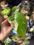 A Monstera Deliciosa Thai Constellation also known as a variegated Swiss Cheese plant in front of Urban Tropicana’s plant shop in Chiswick London