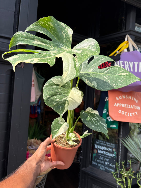 
A Monstera Deliciosa ‘Thai Constellation’ plant in front of Urban Tropicana’s plant shop in Chiswick, London