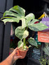 
A Monstera Deliciosa ‘Thai Constellation’ plant in front of Urban Tropicana’s plant shop in Chiswick, London